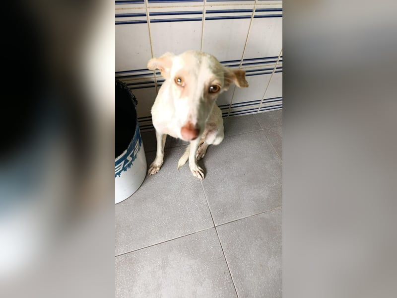 Pironella / ab Mitte 01/2026 auf PS in 55758 Vollmersbach