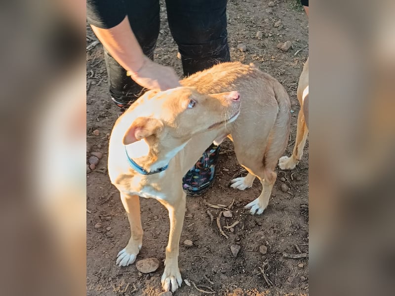 Pumba