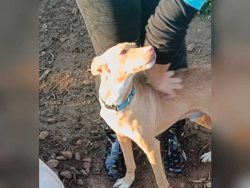 Pumba