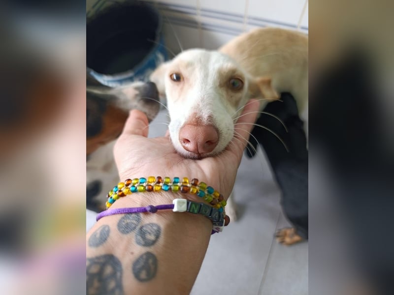 Pironella / ab Mitte 01/2026 auf PS in 55758 Vollmersbach