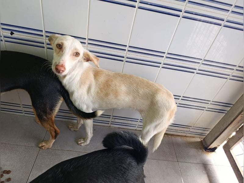 Pironella / ab Mitte 01/2026 auf PS in 55758 Vollmersbach