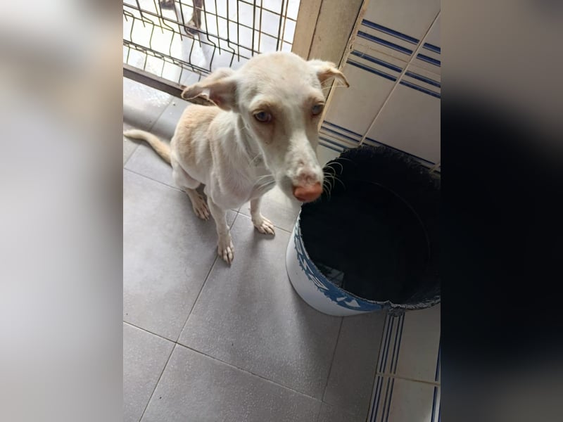 Pironella / ab Mitte 01/2026 auf PS in 55758 Vollmersbach