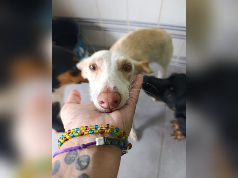 Pironella / ab Mitte 01/2026 auf PS in 55758 Vollmersbach