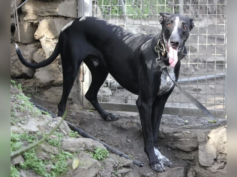 MARLON ist dein Freund fürs Leben