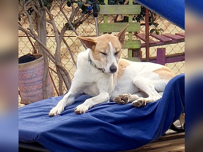 ROLO – dein treuer Begleiter