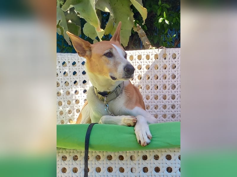 ROLO – dein treuer Begleiter