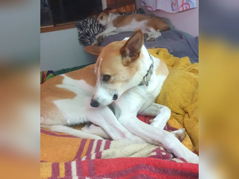 ROLO – dein treuer Begleiter