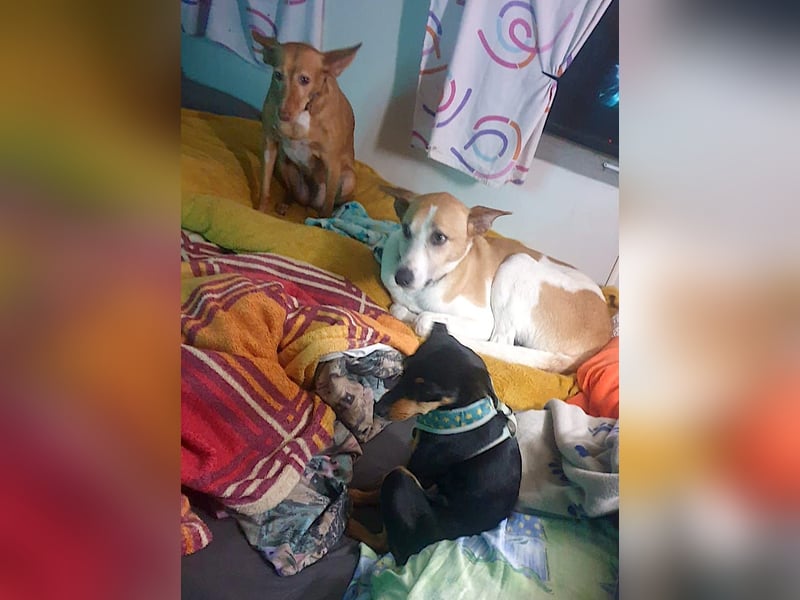 ROLO – dein treuer Begleiter