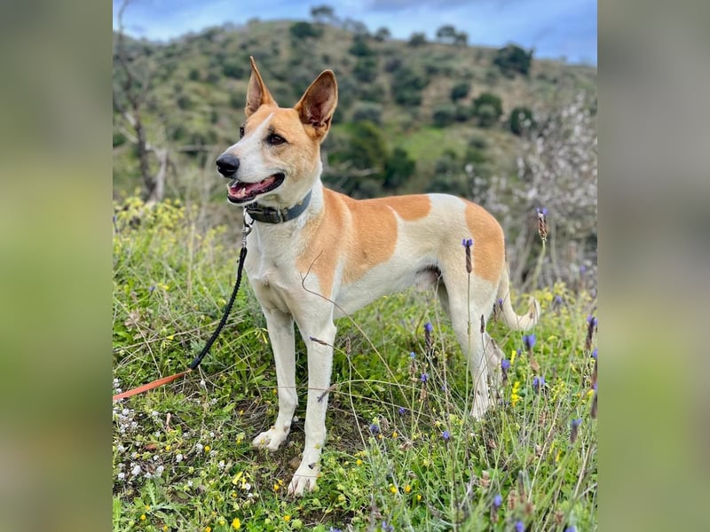 ROLO – dein treuer Begleiter