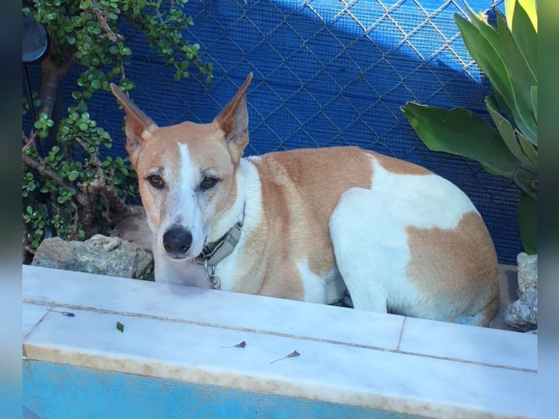 ROLO – dein treuer Begleiter