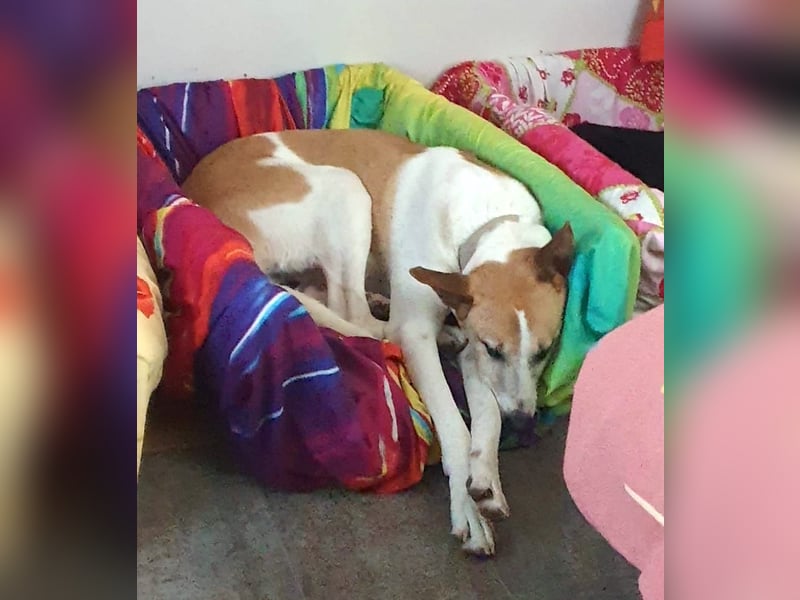 ROLO – dein treuer Begleiter