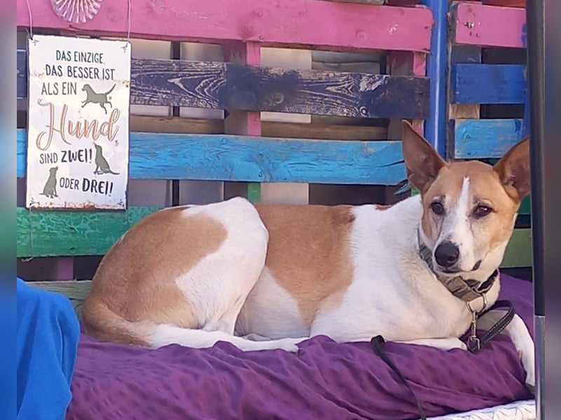 ROLO – dein treuer Begleiter