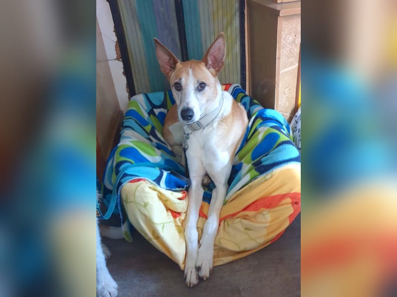 ROLO – dein treuer Begleiter