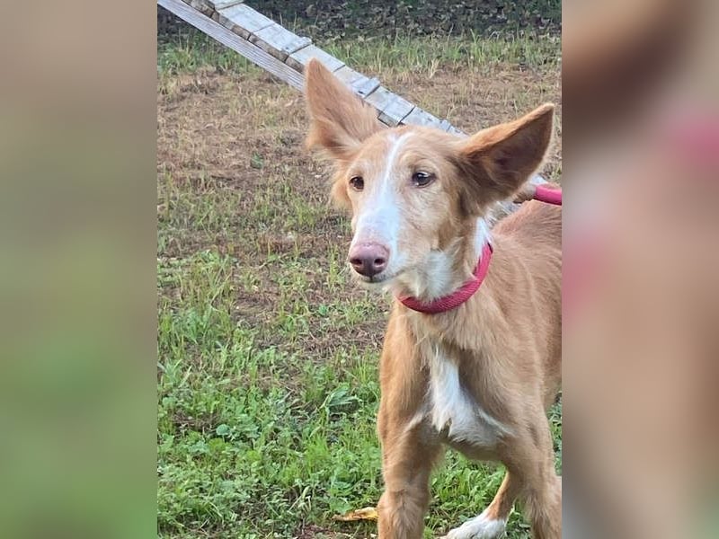 CHISPA- sucht ihr Zuhause, das ihr zum ersten Mal zeigt, wie es ist, geliebt und gesehen zu werden