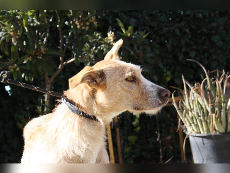 JENNY-bildschönes Mädchen wünscht sich ein tolles Für-immer-Zuhause