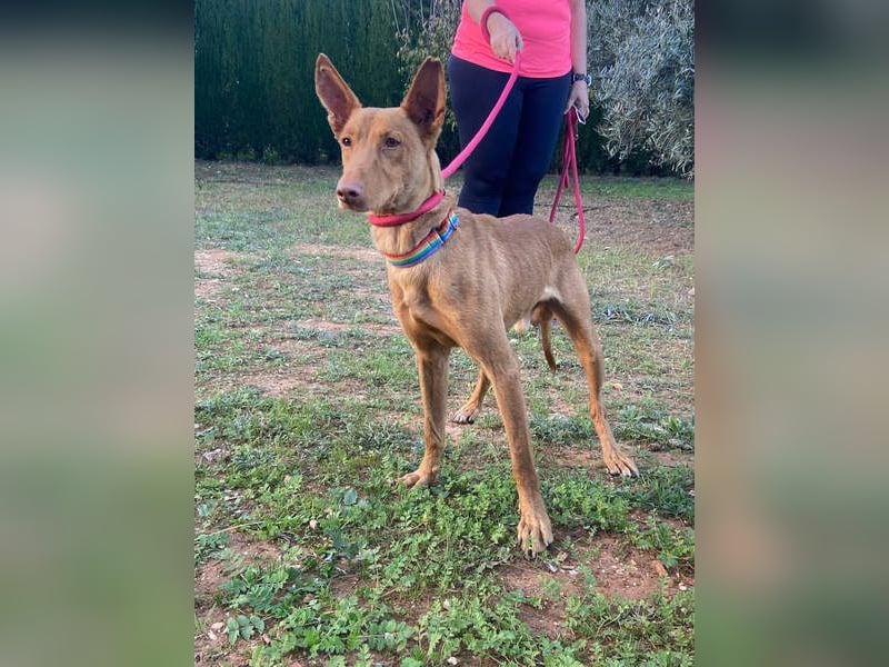 OREO-sein Wesen warm, sanft, zärtlich und voller Vertrauen. Jetzt fehlt nur sein liebevolles Zuhause