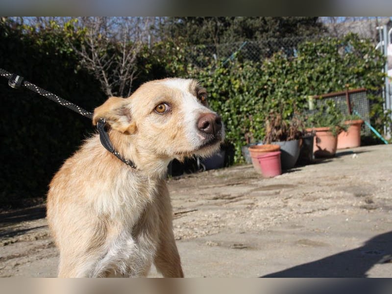 JENNY-bildschönes Mädchen wünscht sich ein tolles Für-immer-Zuhause