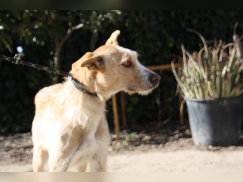 JENNY-bildschönes Mädchen wünscht sich ein tolles Für-immer-Zuhause