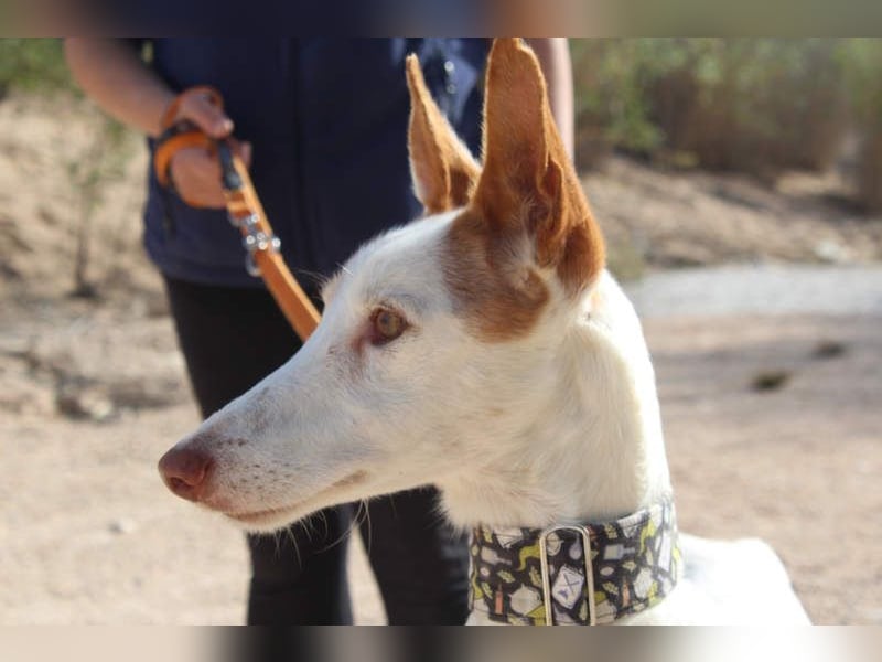 PALOMA-treuer, freundlicher Galgo bereit endlich in einem Zuhause anzukommen und geliebt zu werden