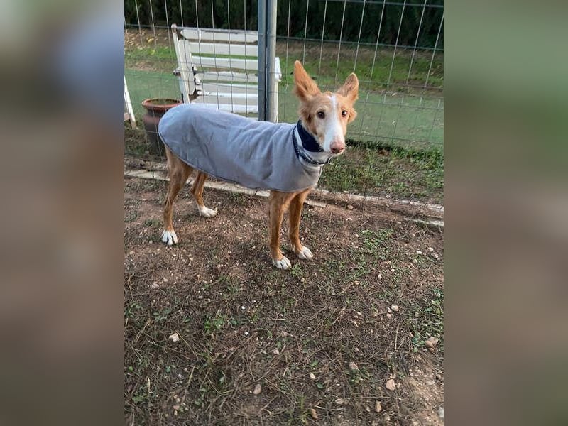 CHISPA- sucht ihr Zuhause, das ihr zum ersten Mal zeigt, wie es ist, geliebt und gesehen zu werden