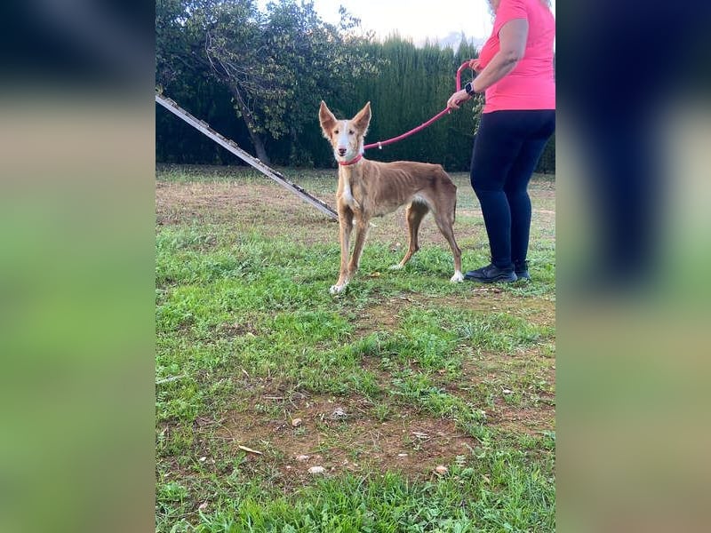 CHISPA- sucht ihr Zuhause, das ihr zum ersten Mal zeigt, wie es ist, geliebt und gesehen zu werden
