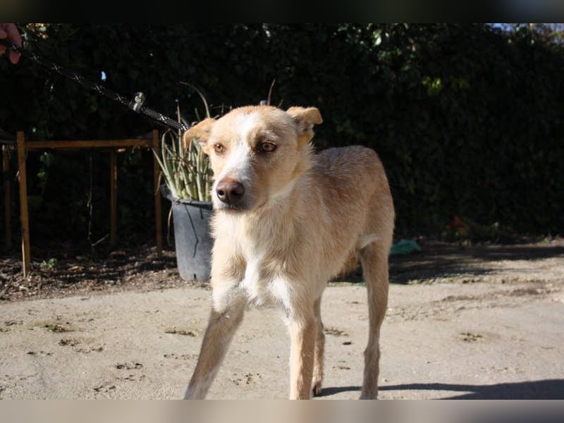 JENNY-bildschönes Mädchen wünscht sich ein tolles Für-immer-Zuhause