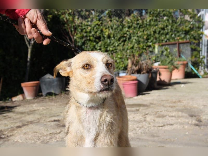 JENNY-bildschönes Mädchen wünscht sich ein tolles Für-immer-Zuhause