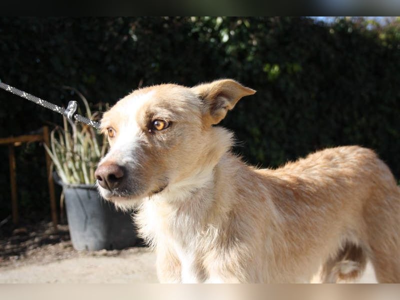 JENNY-bildschönes Mädchen wünscht sich ein tolles Für-immer-Zuhause