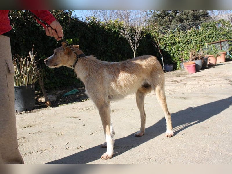 JENNY-bildschönes Mädchen wünscht sich ein tolles Für-immer-Zuhause