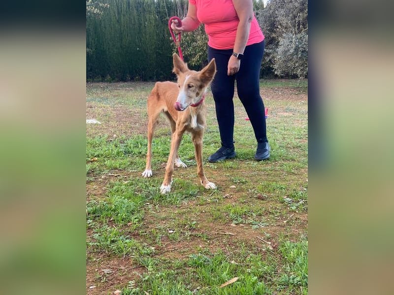 CHISPA- sucht ihr Zuhause, das ihr zum ersten Mal zeigt, wie es ist, geliebt und gesehen zu werden