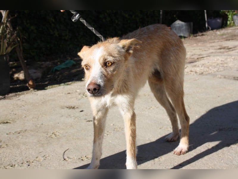 JENNY-bildschönes Mädchen wünscht sich ein tolles Für-immer-Zuhause