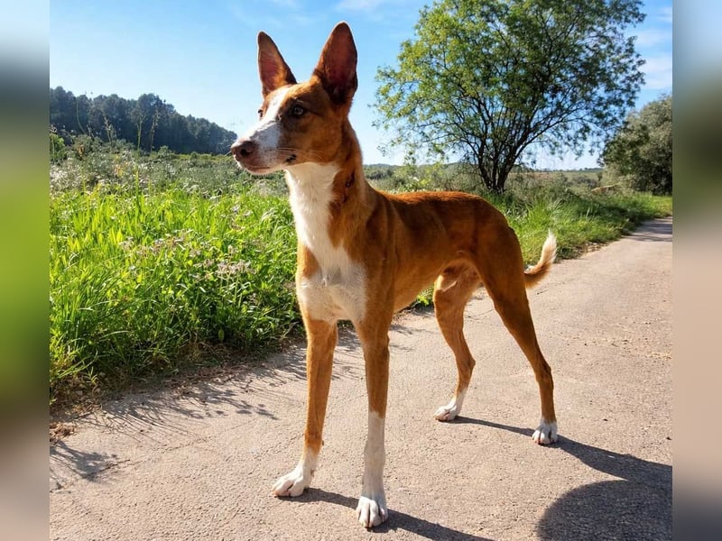 ELIO-verschmust, anhänglich, läuft wunderbar an der Leine und sucht sehnsüchtig Für-immer-Zuhause