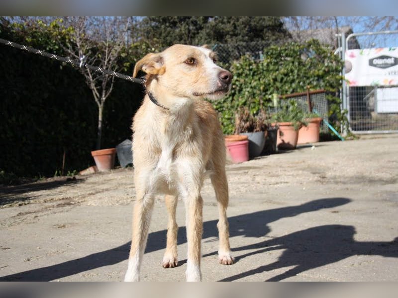 JENNY-bildschönes Mädchen wünscht sich ein tolles Für-immer-Zuhause