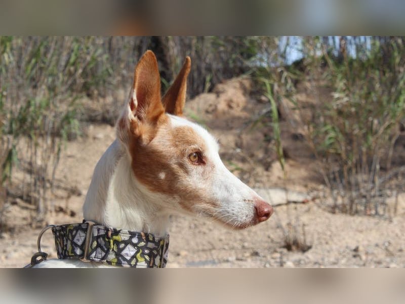 PALOMA-treuer, freundlicher Galgo bereit endlich in einem Zuhause anzukommen und geliebt zu werden