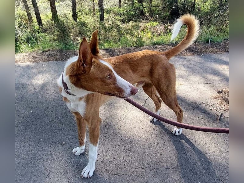 ELIO-verschmust, anhänglich, läuft wunderbar an der Leine und sucht sehnsüchtig Für-immer-Zuhause