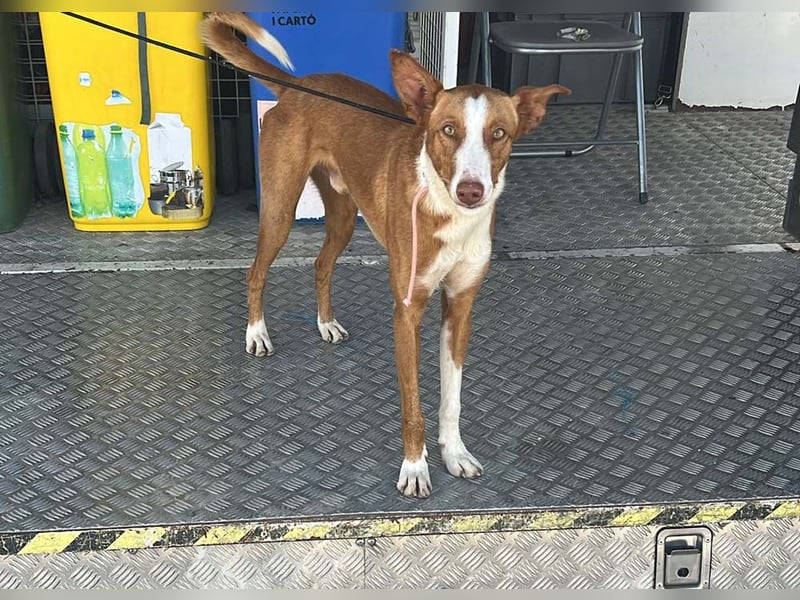 ELIO-verschmust, anhänglich, läuft wunderbar an der Leine und sucht sehnsüchtig Für-immer-Zuhause