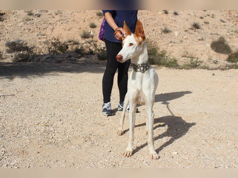 PALOMA-treuer, freundlicher Galgo bereit endlich in einem Zuhause anzukommen und geliebt zu werden