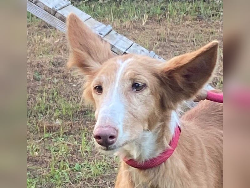 CHISPA- sucht ihr Zuhause, das ihr zum ersten Mal zeigt, wie es ist, geliebt und gesehen zu werden