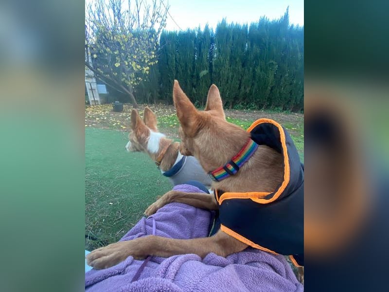 OREO-sein Wesen warm, sanft, zärtlich und voller Vertrauen. Jetzt fehlt nur sein liebevolles Zuhause