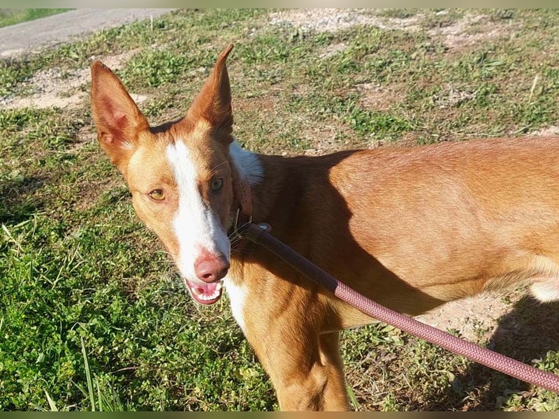 ELIO-verschmust, anhänglich, läuft wunderbar an der Leine und sucht sehnsüchtig Für-immer-Zuhause