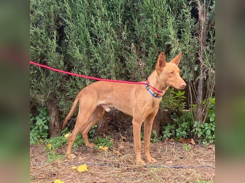 OREO-sein Wesen warm, sanft, zärtlich und voller Vertrauen. Jetzt fehlt nur sein liebevolles Zuhause