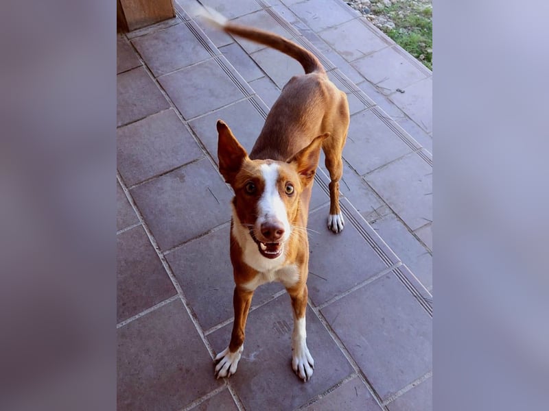 ELIO-verschmust, anhänglich, läuft wunderbar an der Leine und sucht sehnsüchtig Für-immer-Zuhause