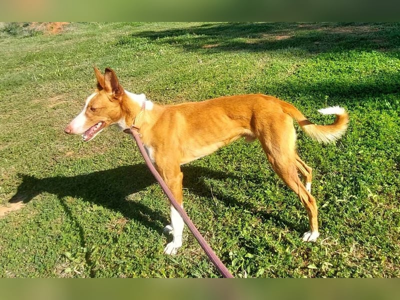 ELIO-verschmust, anhänglich, läuft wunderbar an der Leine und sucht sehnsüchtig Für-immer-Zuhause