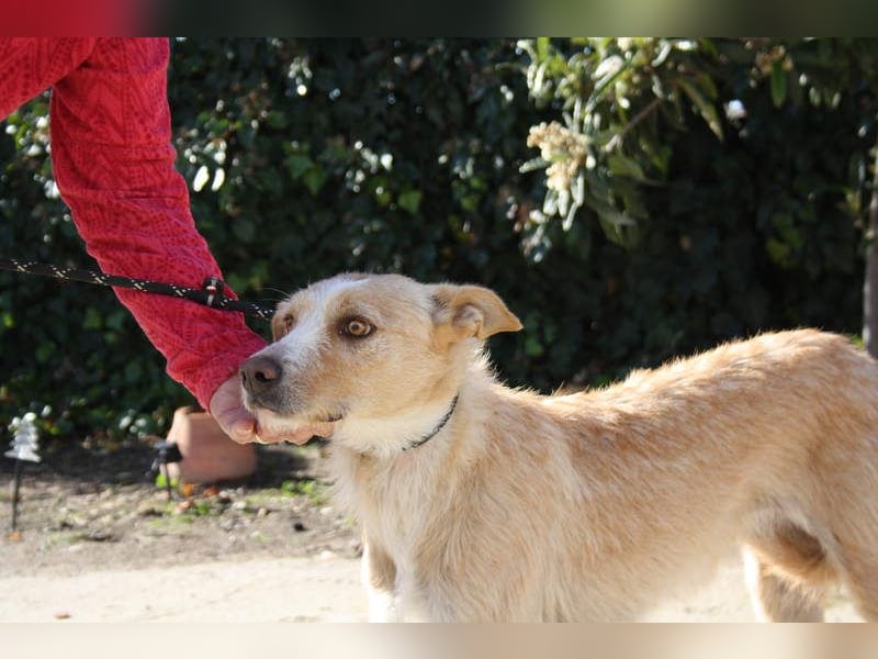 JENNY-bildschönes Mädchen wünscht sich ein tolles Für-immer-Zuhause