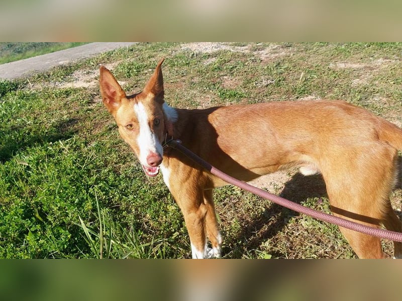 ELIO-verschmust, anhänglich, läuft wunderbar an der Leine und sucht sehnsüchtig Für-immer-Zuhause