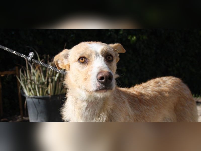 JENNY-bildschönes Mädchen wünscht sich ein tolles Für-immer-Zuhause