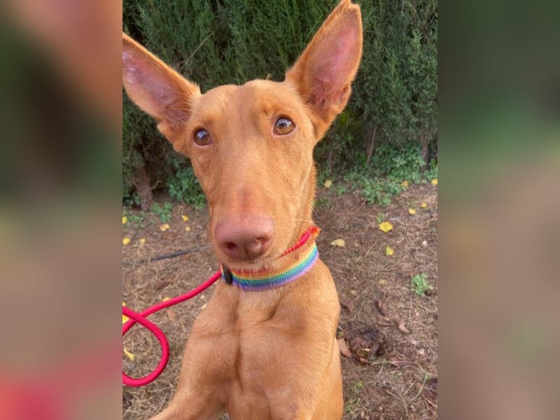 OREO-sein Wesen warm, sanft, zärtlich und voller Vertrauen. Jetzt fehlt nur sein liebevolles Zuhause