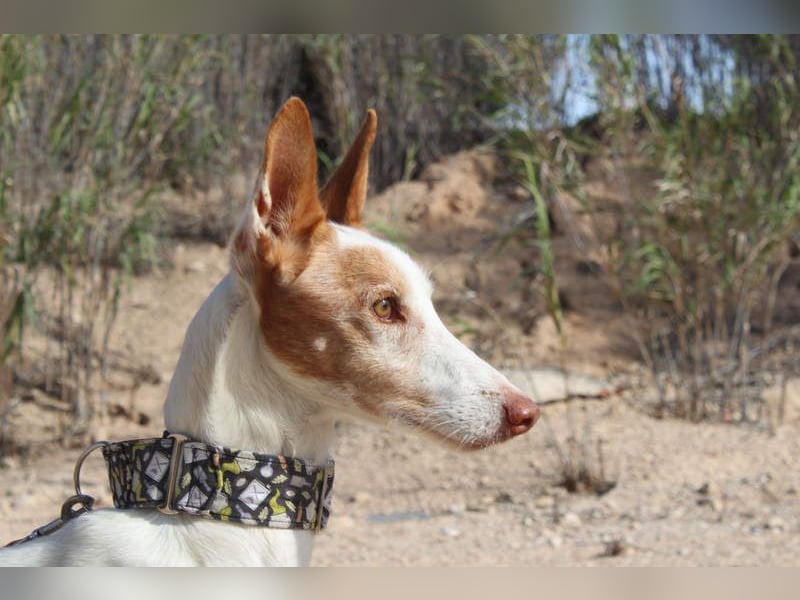 PALOMA-treuer, freundlicher Galgo bereit endlich in einem Zuhause anzukommen und geliebt zu werden