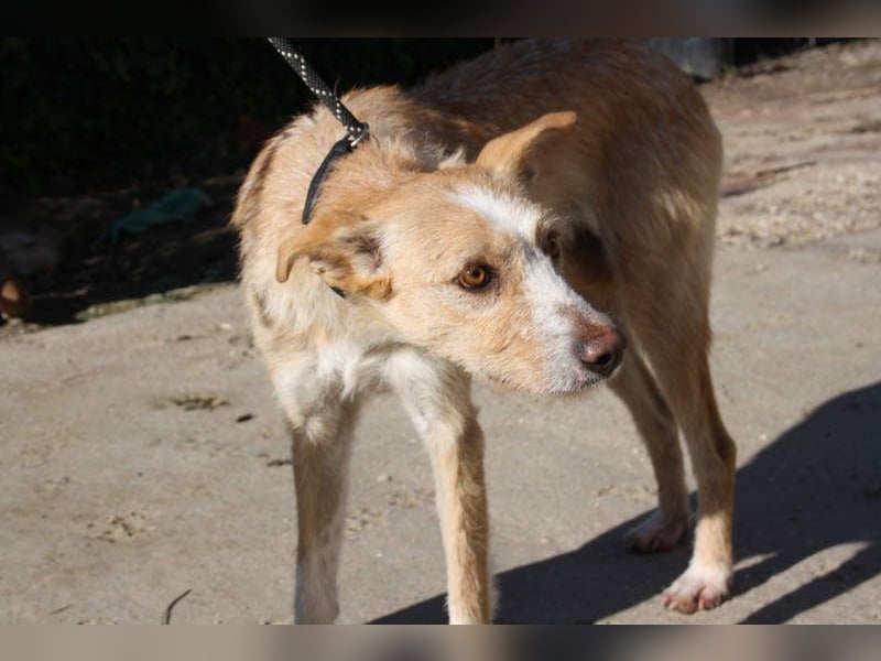 JENNY-bildschönes Mädchen wünscht sich ein tolles Für-immer-Zuhause