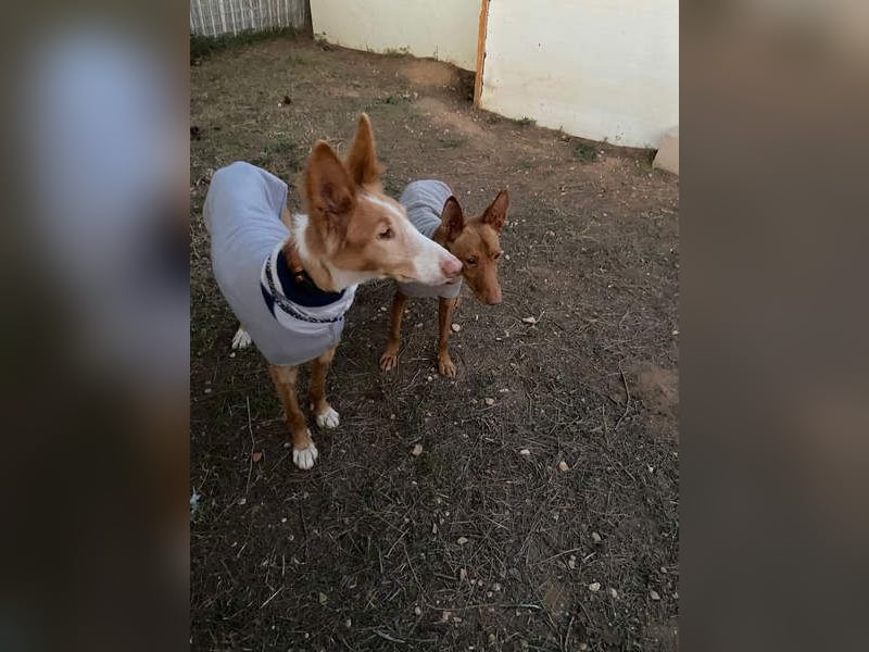 CHISPA- sucht ihr Zuhause, das ihr zum ersten Mal zeigt, wie es ist, geliebt und gesehen zu werden